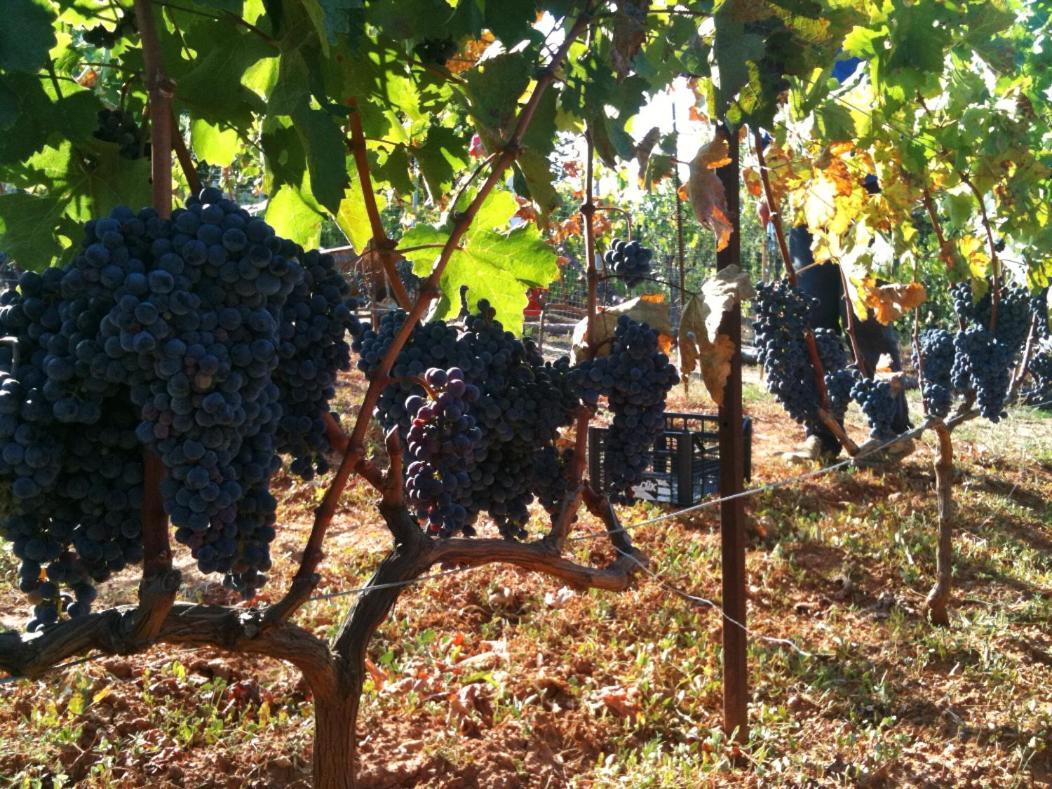 Vineyard Country House With Panoramic Seaview อเล็กซานโดรโพลิส ภายนอก รูปภาพ